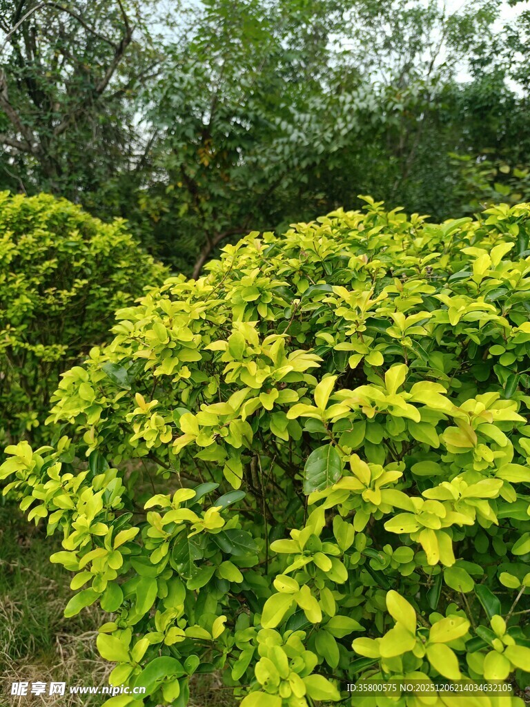 翠绿繁茂的绿植景观