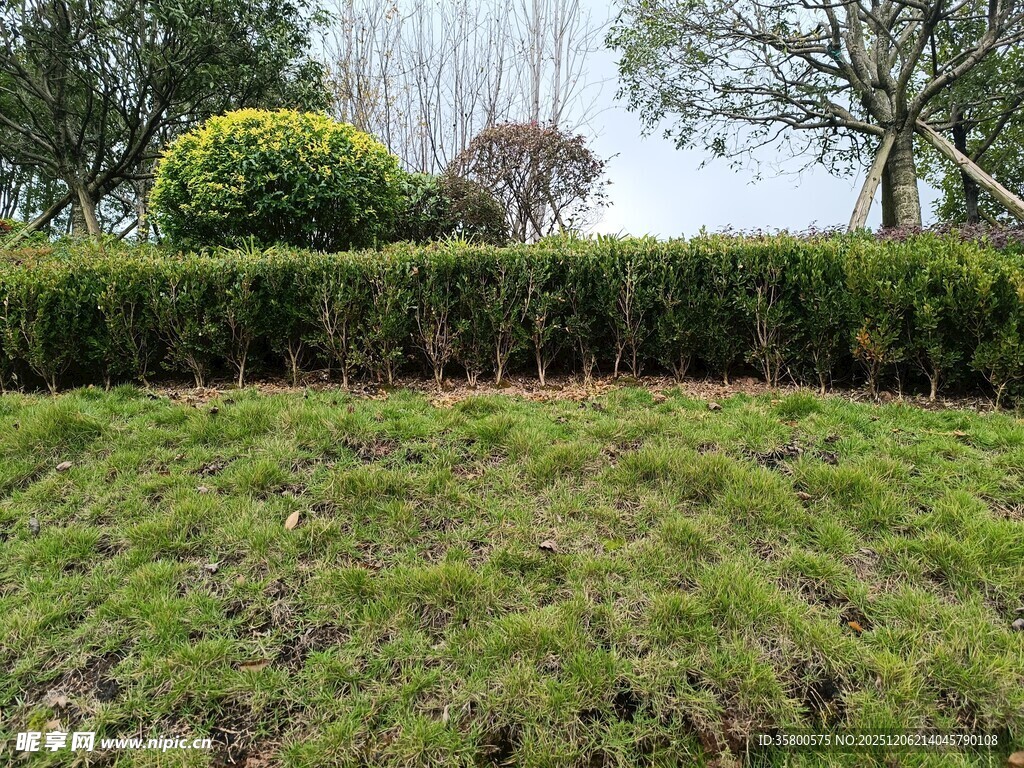 绿意盎然的户外草坪景观