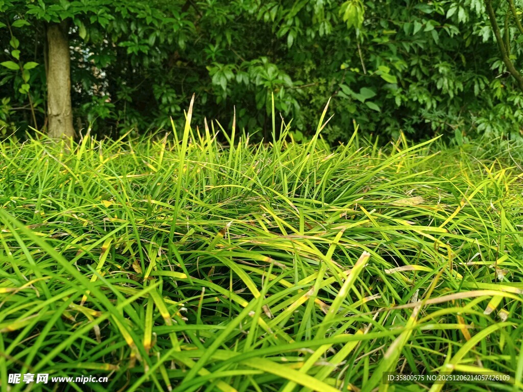 翠绿葱茏的生机草丛