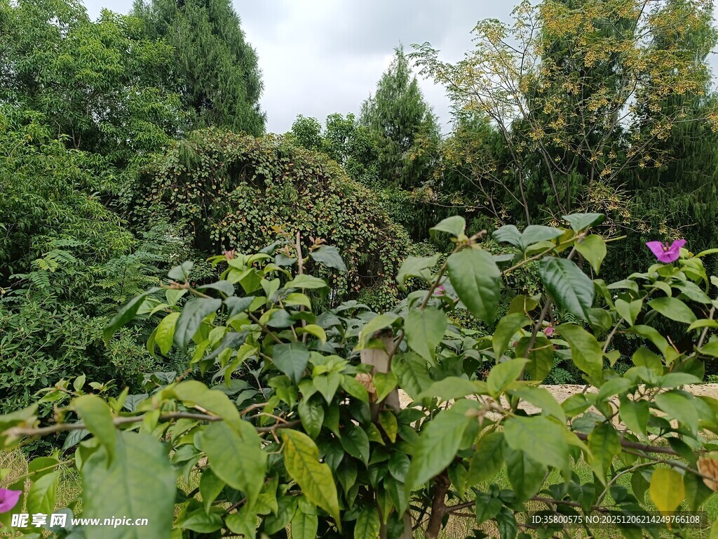 繁茂绿植中的自然景致