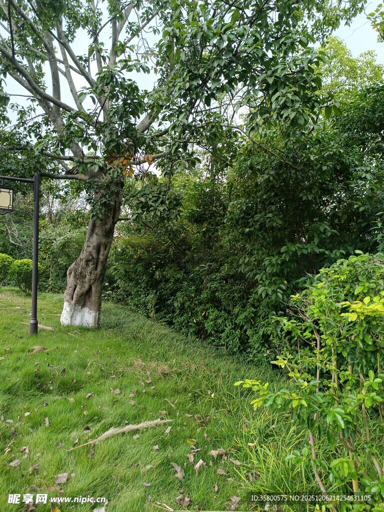 绿意盎然的户外草木景致