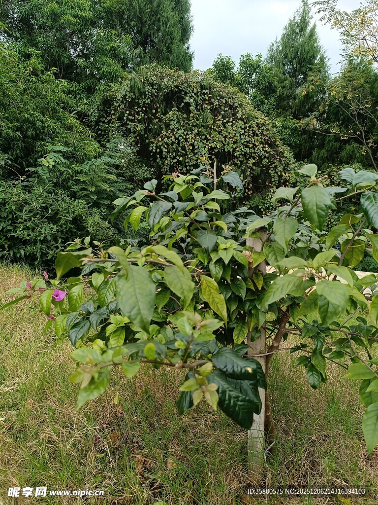 果园中的硕果累累植株