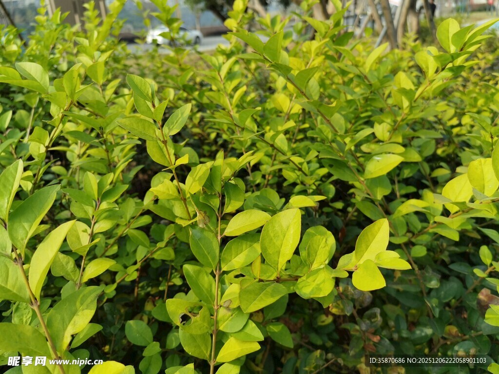 翠绿繁茂的灌木丛景观