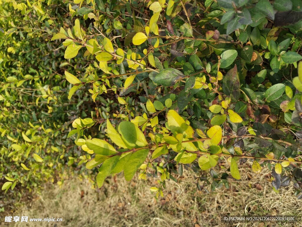 绿叶繁茂的生机景象