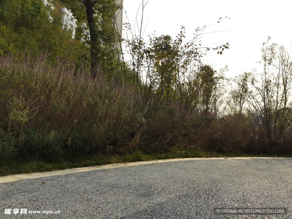 蜿蜒路旁的繁茂植被