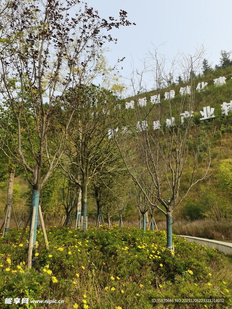 山坡绿植景观