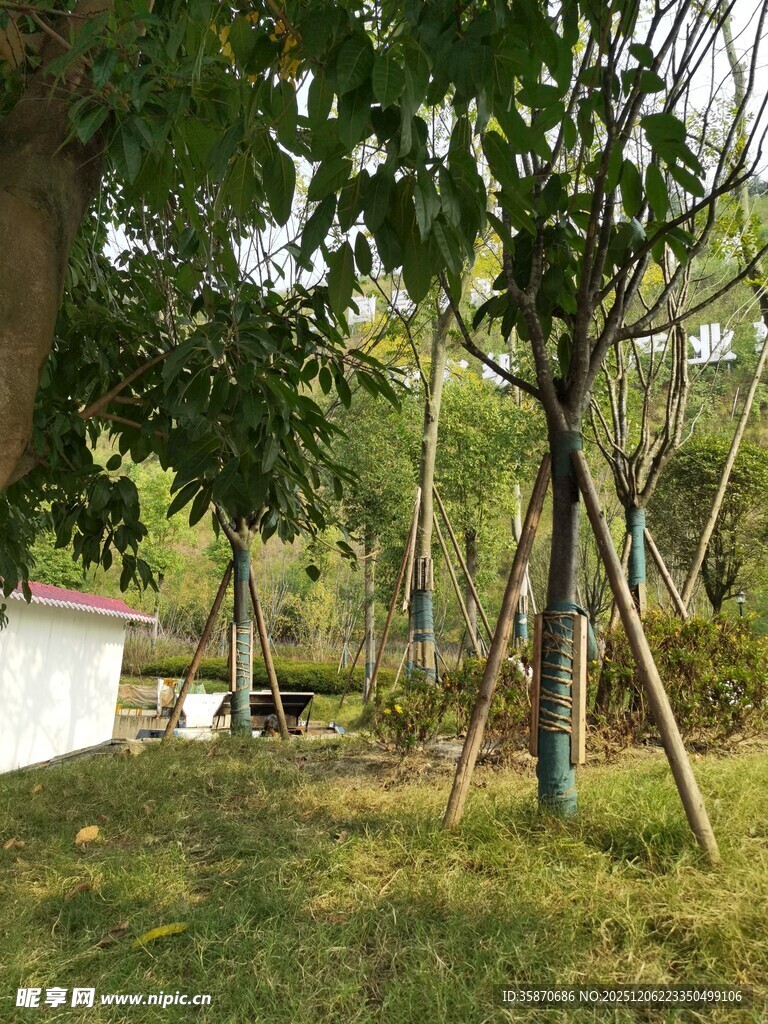 林间小屋旁的树木景观