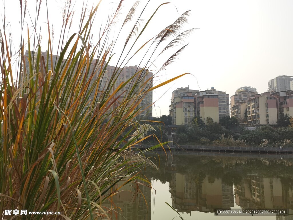 湖畔芦苇与城市建筑倒影