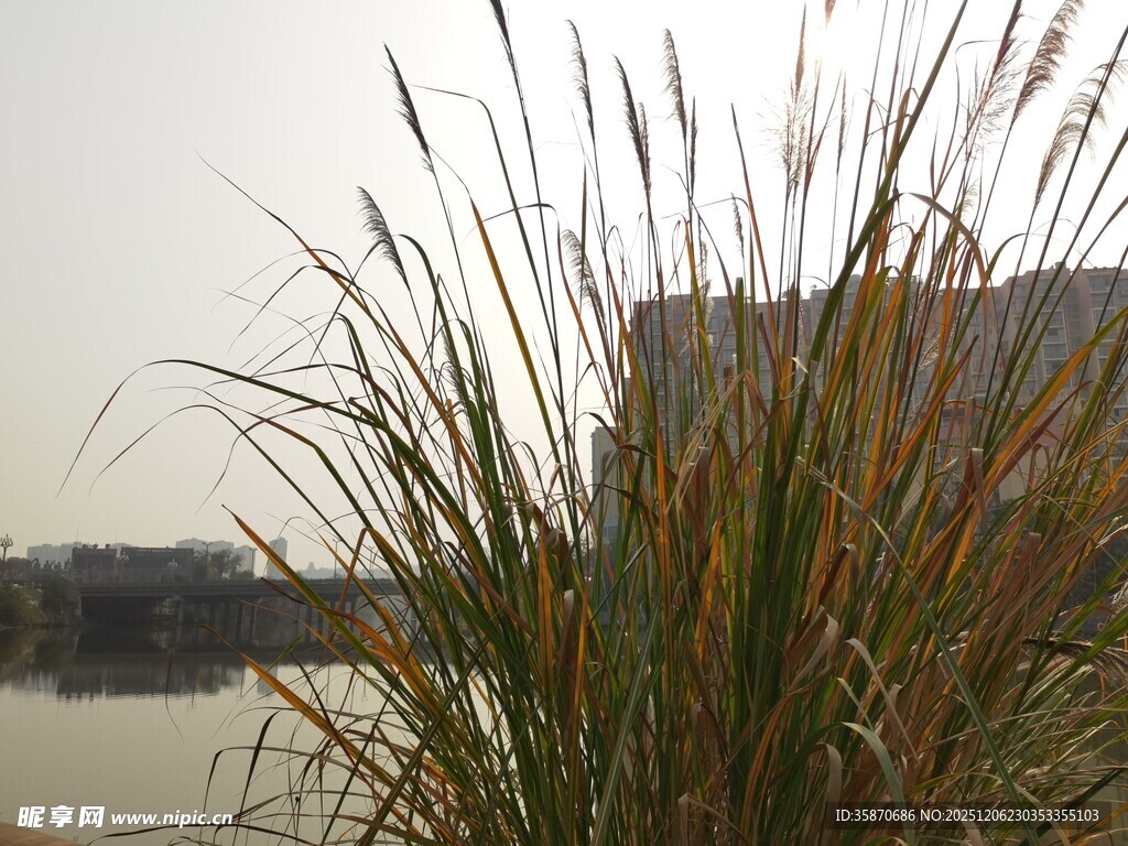湖畔摇曳的金黄芦苇