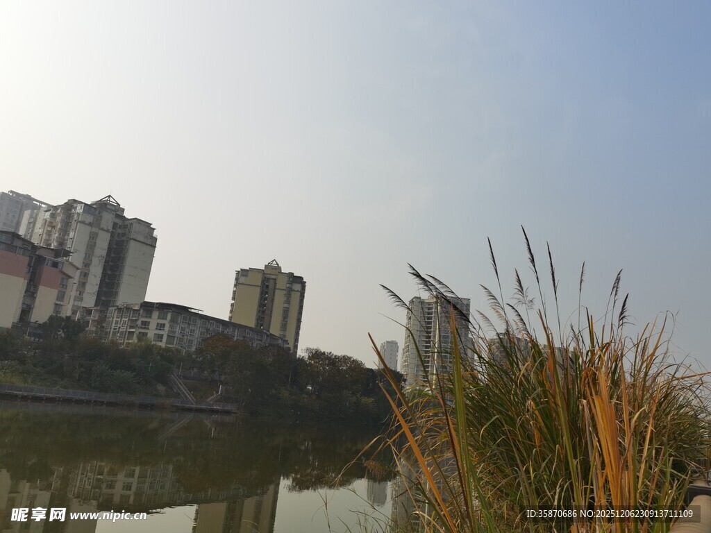 河畔高楼与芦苇景观