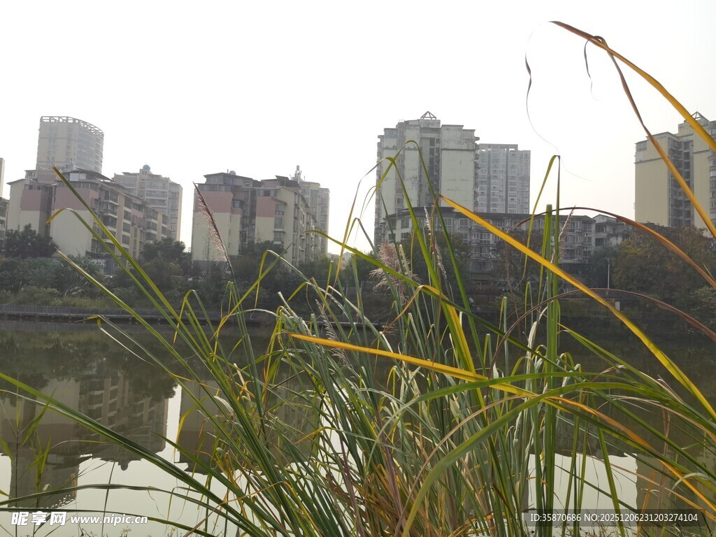 城市湖畔芦苇景观