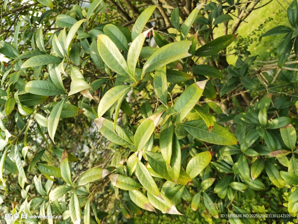 绿叶繁茂的植物景观