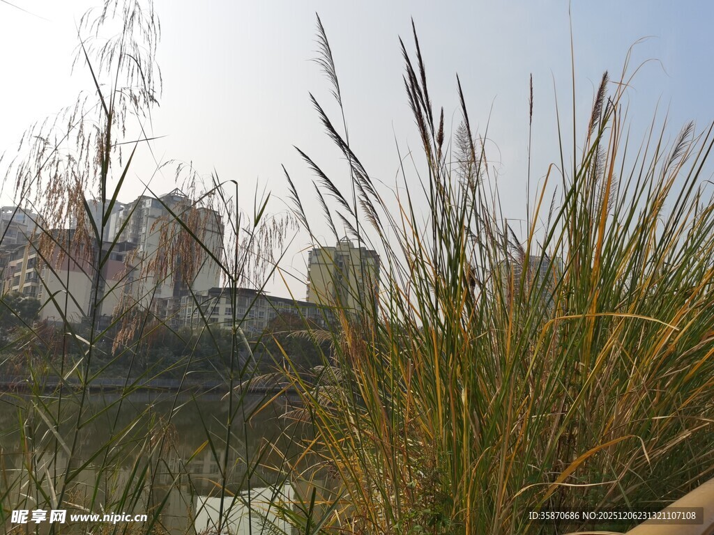 湖畔芦苇与远处建筑景观