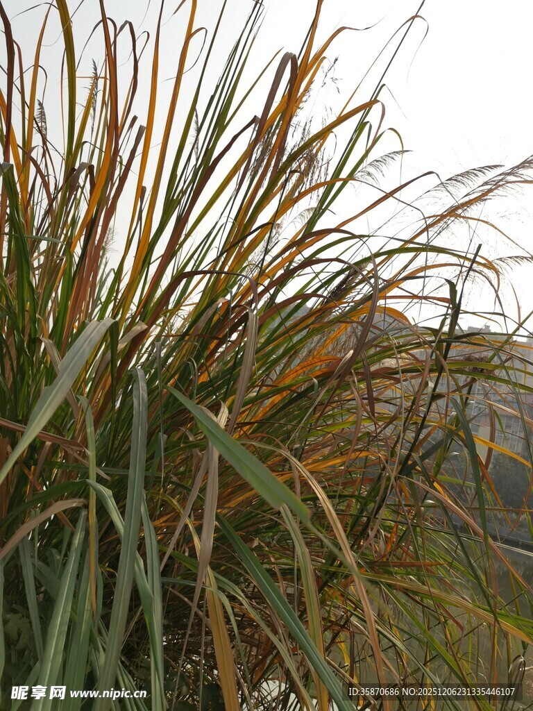 摇曳的绿色与金黄相间草株