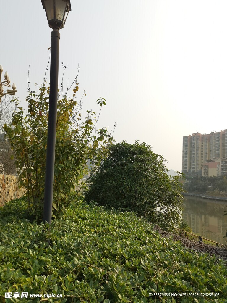 城市绿植旁的路灯景观