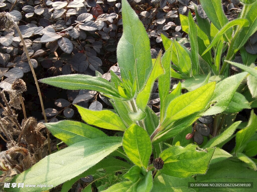 嫩绿植物生机盎然