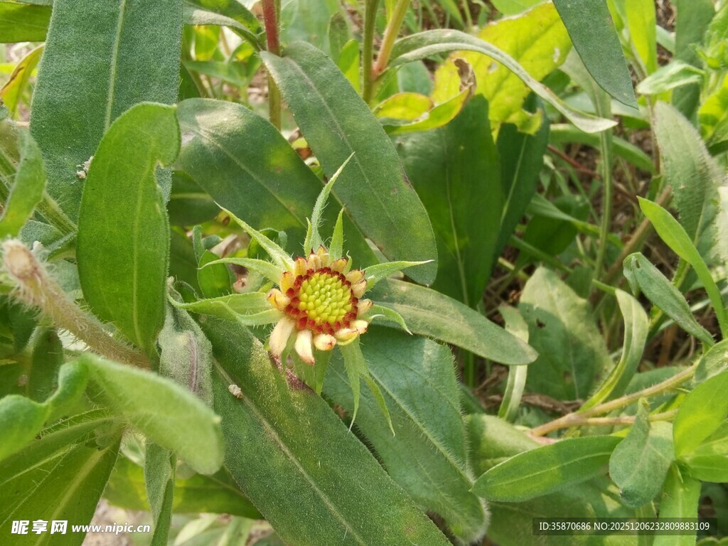 绿叶间绽放的艳丽小花