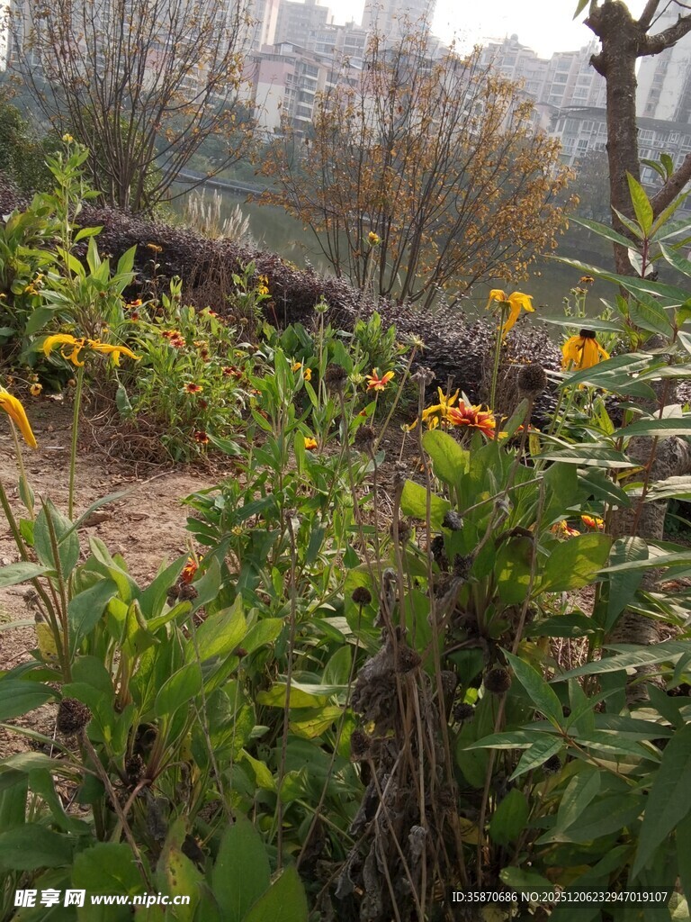 野外绽放的多彩花卉景观