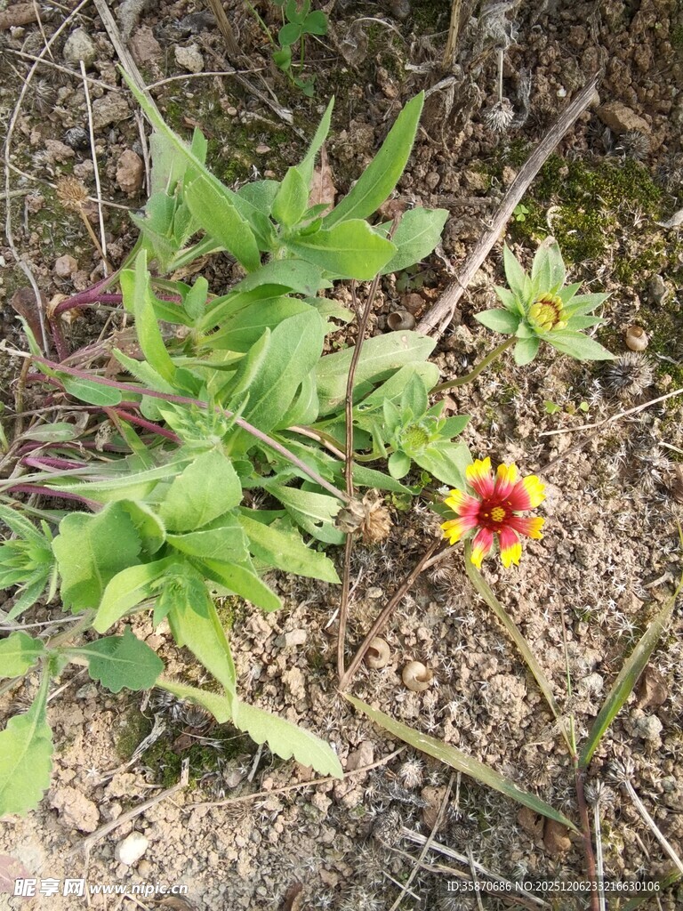 野外绽放的艳丽小花