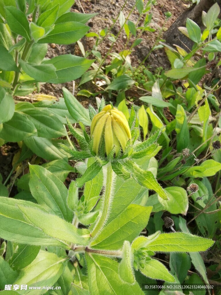 含苞待放的绿色花朵