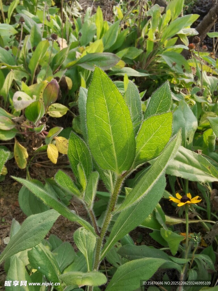 绿叶间绽放的黄色小花