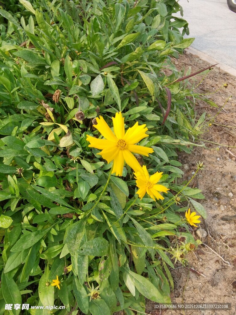 黄色小花绽放于绿叶间