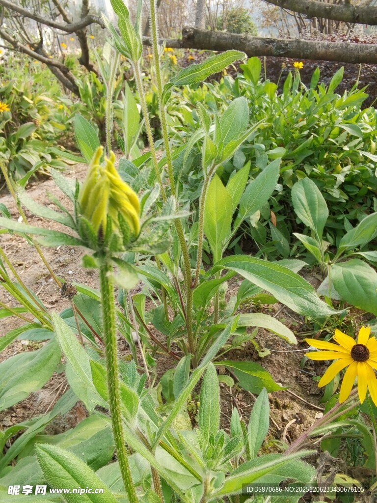 花园中的黄色花朵绽放