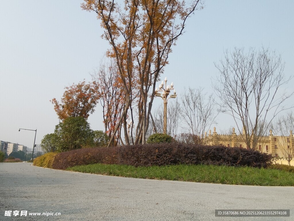 秋日道路旁的萧瑟树林
