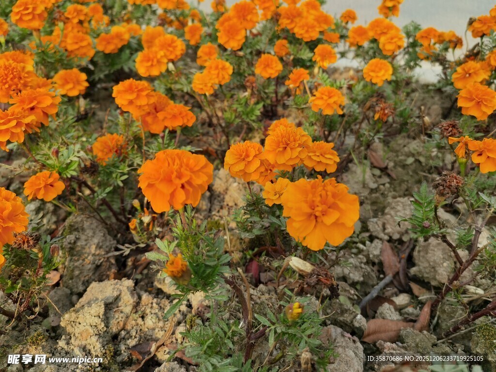 橙色花朵绽放于土地间
