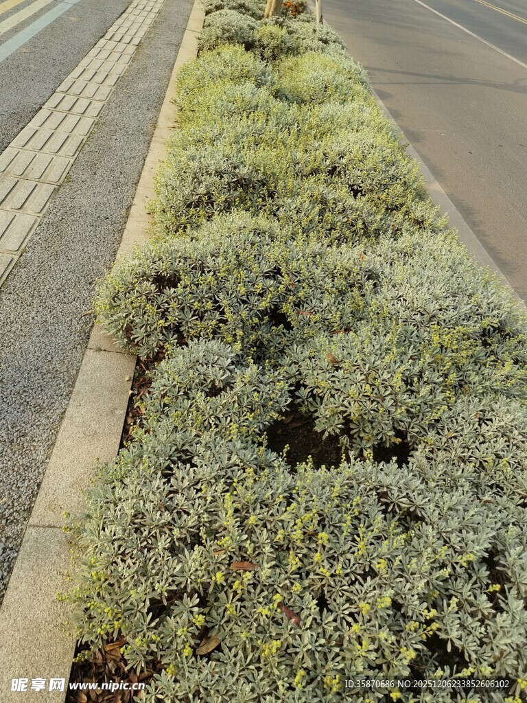 路边绿植景观