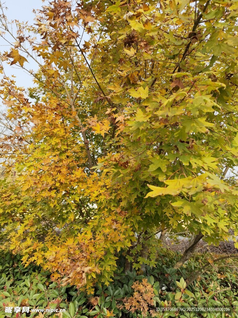 秋日斑斓树木景观