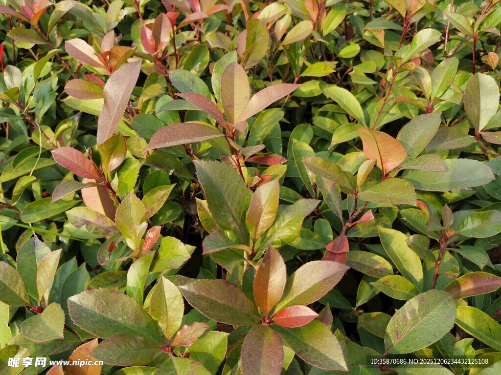 多彩叶片的绿植景观