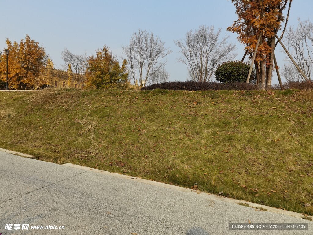 秋日路边草地与树木景观