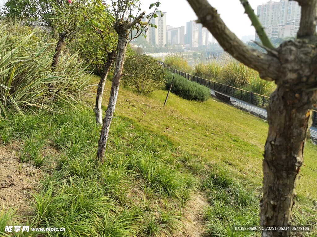 城市中的自然草地与树木