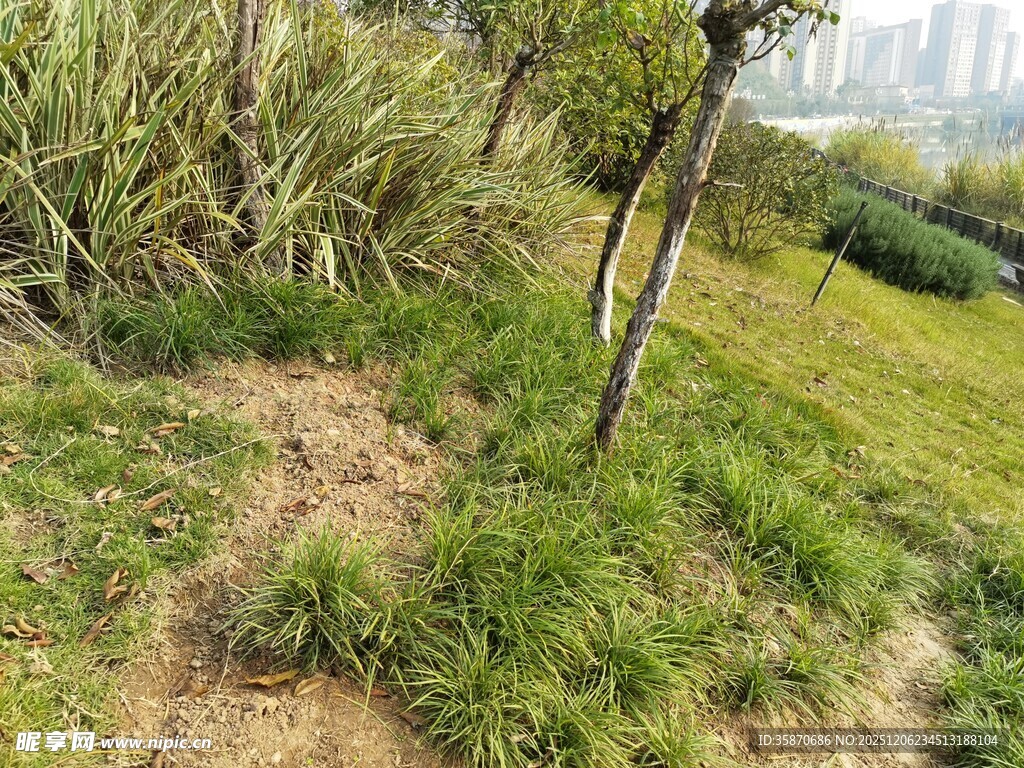 户外草地树木自然景象