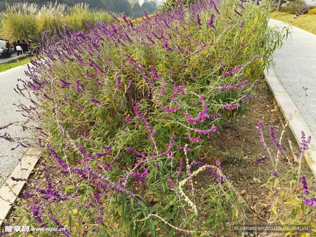 路边紫色花卉植物景观