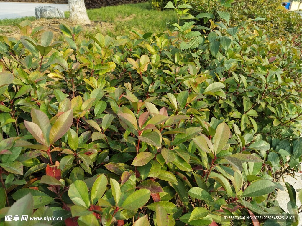 绿叶红果的繁茂植物景观