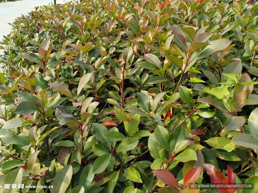 绿叶红边的繁茂灌木丛