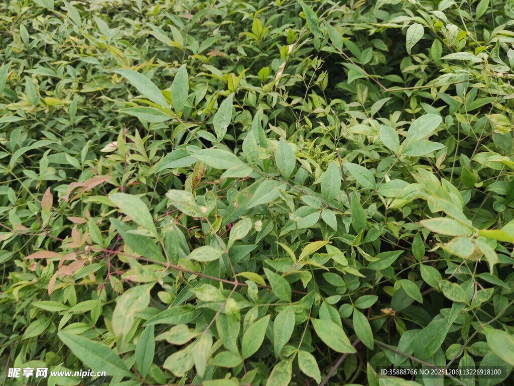 绿叶繁茂的植物景观