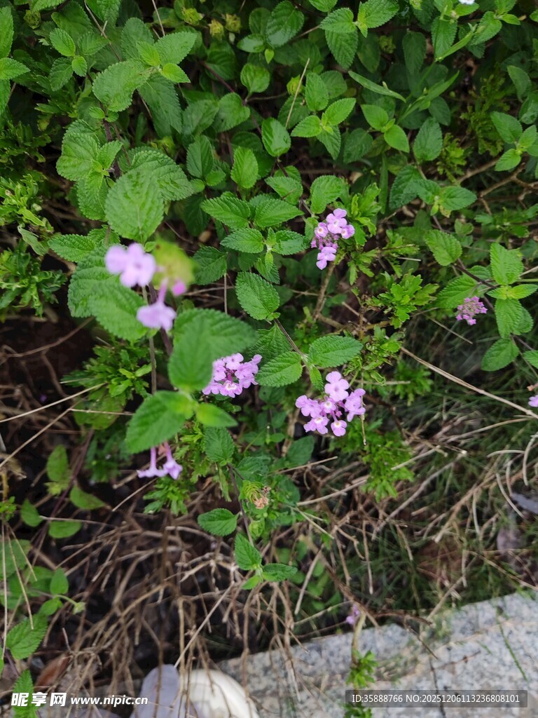 草丛中的紫色小花