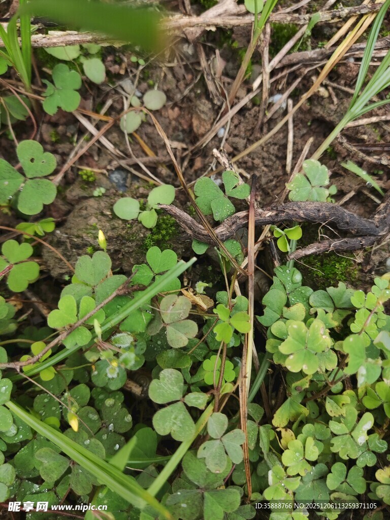 草丛中的细长紫色物体