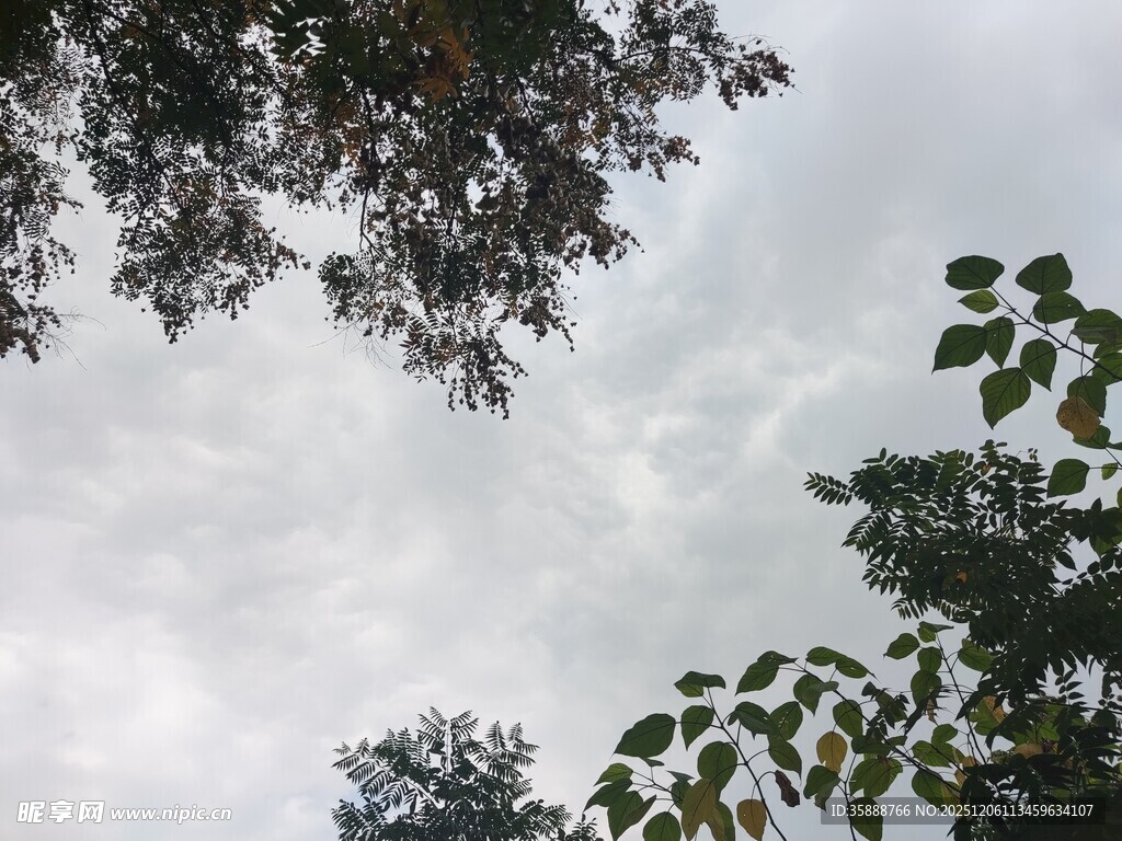 仰视天空中的繁茂枝叶