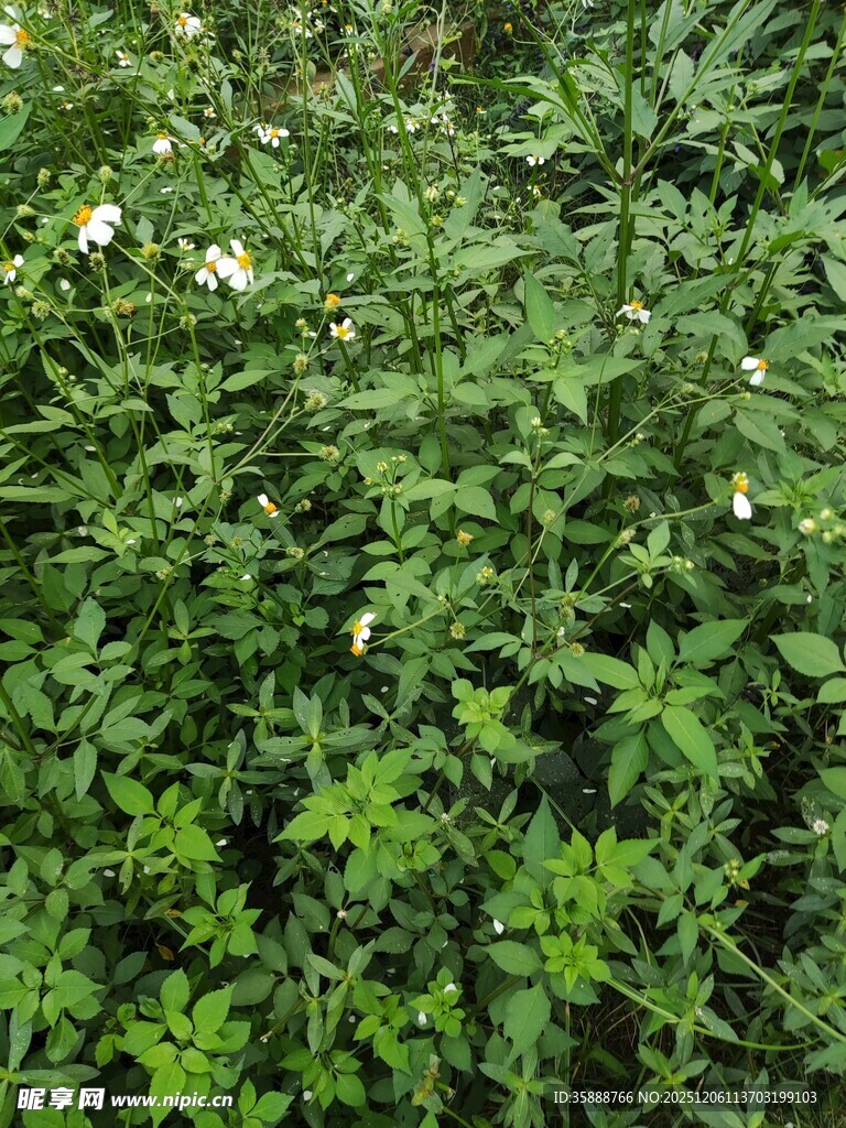 茂密绿植中的白色小花
