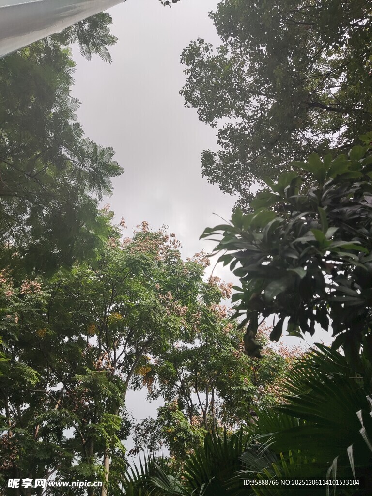 绿意盎然的户外自然景致