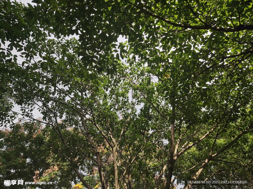 茂密树林中的绿意景象