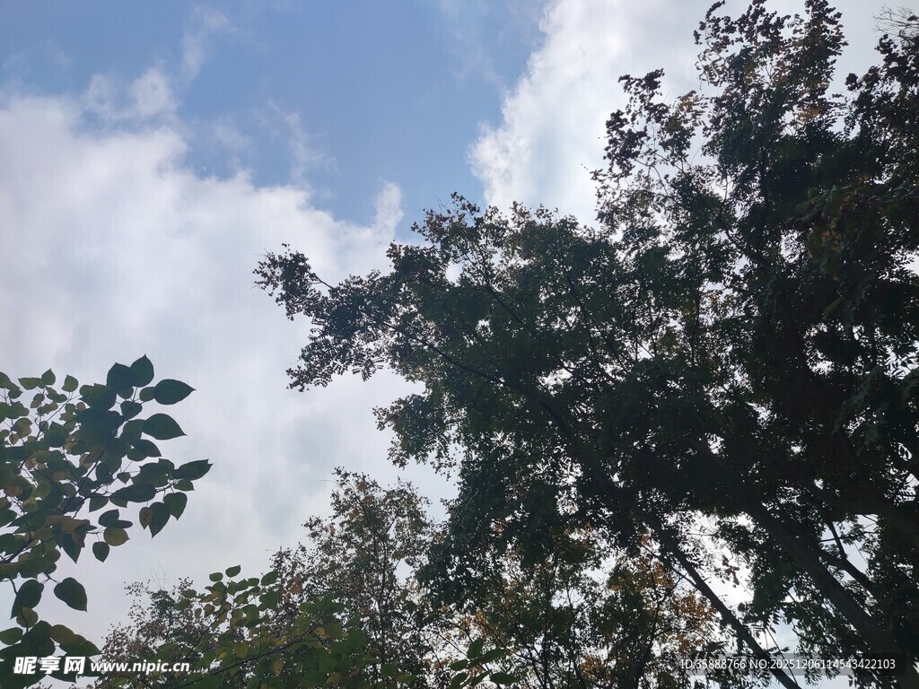 蓝天白云下的繁茂树木