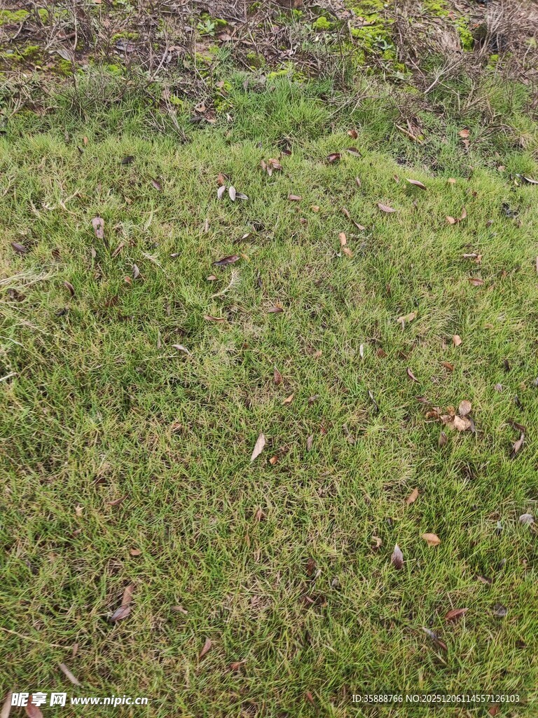 翠绿草地自然清新景象