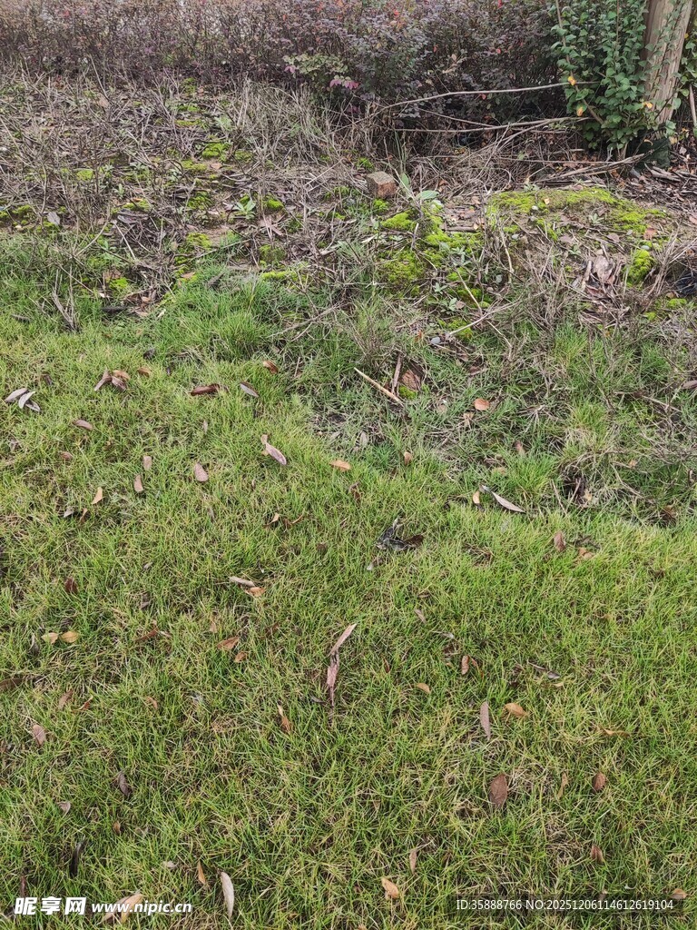 地面上的绿色苔藓景观