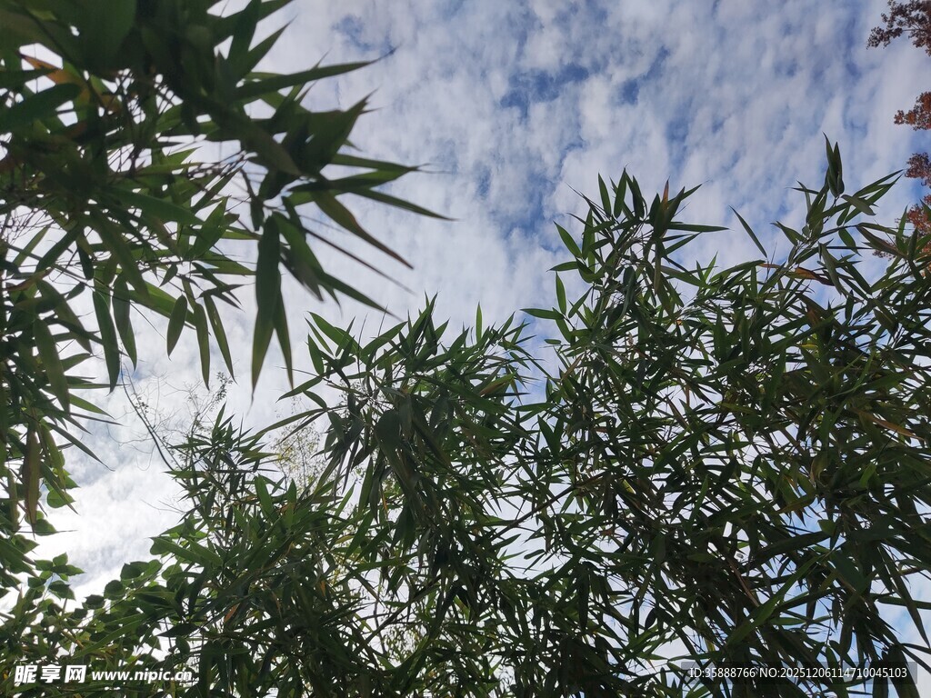 竹叶间的蓝天美景