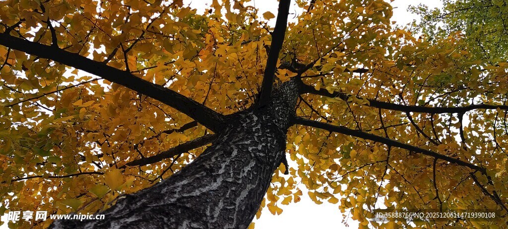 仰望秋日金黄树冠